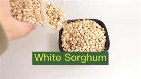 milo price|sorghum prices for today.